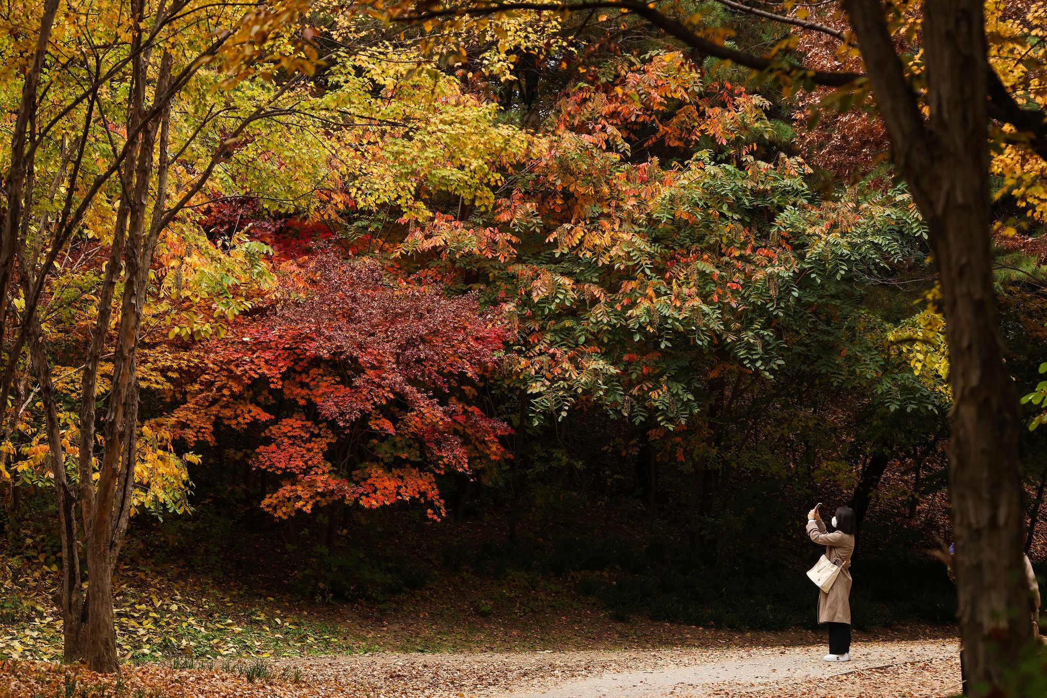 포토버스]만추(晩秋), 가을의 끝자락을 거닐며 갖는 치유의 시간 | 중앙일보