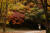 지난 3일 서울 성동구 서울숲에서 한 시민이 형형색색으로 물든 단풍을 촬영하고 있다. 우상조 기자