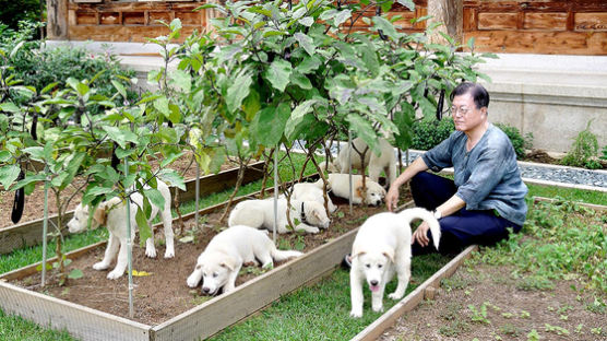 풍산개 논란에 소환된 조국, 5년전 "진돗개 안 데려간 박근혜는…"