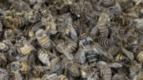 "꿀벌 수명 절반으로 짧아졌다"…집단실종 미스터리 풀릴까