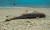 2022년 7월 16일 우크라이나 오데사 근처 해안에서 발견된 죽은 돌고래의 모습. 연구가들은 러시아군이 사용한 음파 장비가 돌고래의 생존에 필요한 음파를 교란시키면서 돌고래들이 떼죽음을 당한 것으로 보고 있다. 사진 페이스북 캡처