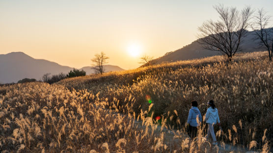 "文도 거닐었다"…황금물결 펼쳐진 '영남알프스'의 보물