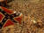 영화 ‘바람과 함께 사라지다’에 나오는 미국 남북전쟁의 한 광경. 남부연합의 깃발이 보인다. 근대적 살상무기가 대거 동원된 최초의 ‘산업화된 전쟁’이었다. [사진 유튜브 캡처]