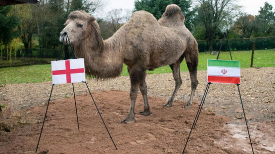 "카타르 진다" 예언한 그 낙타, 잉글랜드 승리도 맞혔다