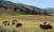 미국 와이오밍주 옐로스톤 국립공원의 라마 밸리에서 들소(bison) 떼가 풀을 뜯고 있다. AP=연합뉴스