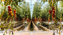 LED농장·종자밸리…네덜란드, 농산품 수출 세계 3위 비결