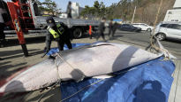 포항 양포항서 길이 6m 밍크고래 그물 잡혔다…1억에 거래