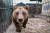 철창을 벗어나 세상 밖으로 나오게 된 불곰 ‘마크’. AFP=연합뉴스
