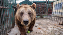 알바니아 식당 철장에 갇혀있던 불곰, 20년 만에 세상 밖으로