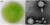 시아노파지가 남세균을 죽인 결과 배양접시에 투명한 부분이 생겨났다(A). 사이노파지의 전자현미경 사진(B). [자료: Viruses, 2022]