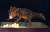 경기도 화성 공룡알화석산지 방문자센터에는 코리아케라톱스의 실물 화석과 함께 복원 모형이 전시 중이다. 트리케라톱스의 조상격인 코리아케라톱스는 뿔은 아직 발달하지 않은 모습이다.