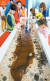 2017년 4월 제2회 국제해조류박람회 당시 박람회장을 찾은 어린이들이 미역과 다시마·톳 등 해조류를 만져보고 있다. 프리랜서 장정필
