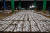 오전 6시, 방어진항 울산수협 위판장을 용가자미가 가득 메웠다. 방어진은 전국 용가자미 어획량의 70%를 책임진다.