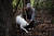 알바 지역의 트러플 사냥꾼인 에지오와 그의 개 도라가 화이트 트러플을 찾고 있는 모습. AFP=연합뉴스