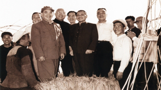 1958년 10월 18일, 덩샤오핑이 벼 위에 올라가 기념촬영을 하고 있다. [출처 소후닷컴]