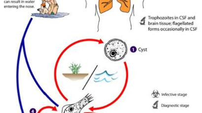 '뇌 먹는 아메바' 국내 첫 감염…태국 다녀온 50대 남성 사망