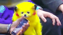 노란 몸에 빨간 볼 '피카츄' 염색한 강아지…"동물학대" 논란