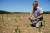 지난 8월 런던에서 북동쪽으로 130km 떨어진 테트포드 지약 외곽의 모습. 농부가 "폭염과 가뭄으로 관개를 할 수 없기 때문에 올해 수확량이 50% 줄 것"이라고 얘기하고 있다.[AFP=연합뉴스]