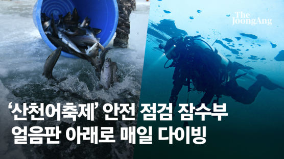 매일 얼음 밑 1시간 잠수한다…산천어축제 잠수부 12명 비밀