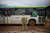 경찰에 검거된 보우소나루 전 대통령 지지자가 버스에서 깃발을 흔들고 있다. 로이터=연합뉴스