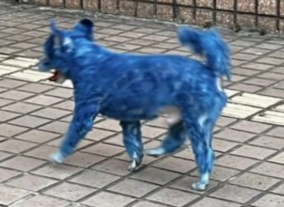 대만 거리에서 발견된 온몸이 파란색으로 염색된 강아지. 사진 대만 배우 진관림 페이스북 캡처