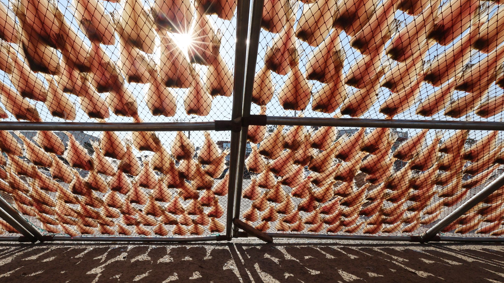 11일 부산 기장군 일광면 칠암마을 생선건조장에서 가지미가 햇볕에 건조되고 있다.송봉근 기자 20230111
