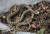 따뜻한 겨울 날씨가 이어지면서 겨울잠에서 깬 누룩뱀이 발견됐다. 변산반도국립공원사무소