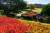 사계절 꽃을 볼 수 있어 인기가 높은 노코노시마 ‘아일랜드파크’.