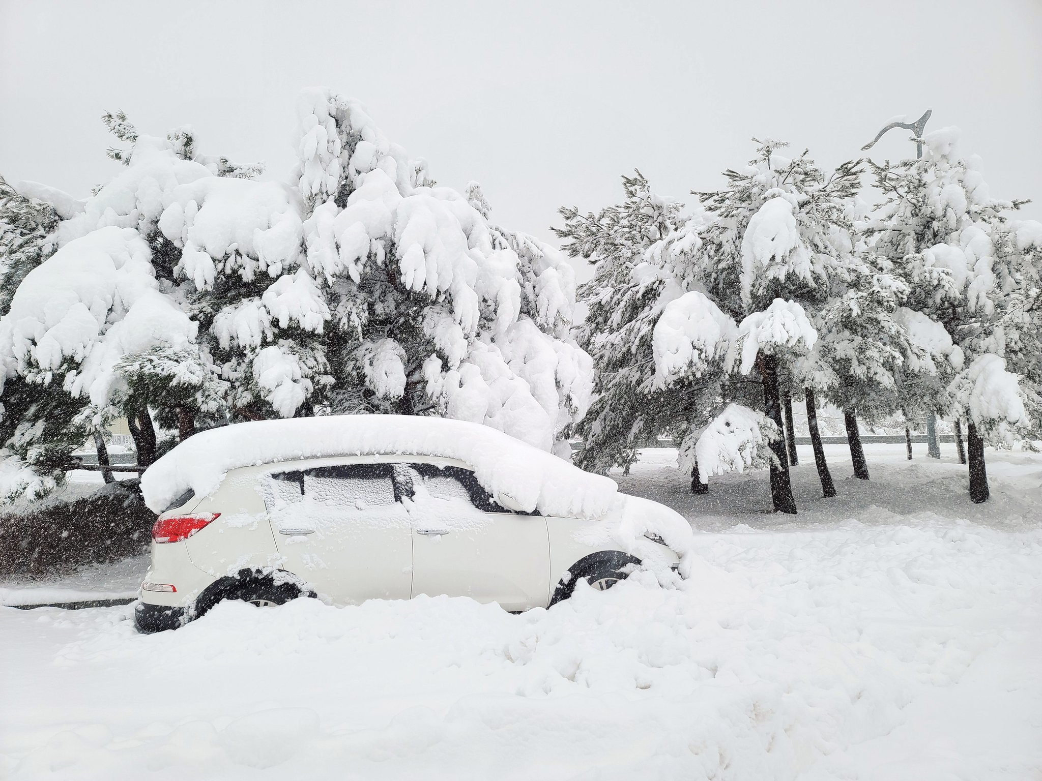 폭설이 내린 15일 강원 속초시 미시령 동서관통도로 인근에 차량과 나무에 눈이 수북이 쌓여있다. 연합뉴스