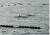 정치망 안에 고립된 돌고래 무리 3마리 확인. 사진 해양수산부