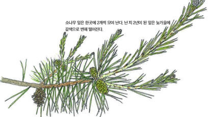 [소년중앙] 늘푸른 모습으로 우리 민족과 함께한 나무