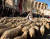 17일 스페인 마요르카에서 사제가 양떼에게 성수를 뿌리며 축복하고 있다. AFP=연합뉴스, 무단 전재-재배포 금지〉