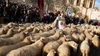 동물농장된 바티칸 성베드로광장… 17일 동물 축복 이유는