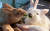 2023년 계묘년 (癸卯年)을 맞아 충남 논산의 한 카페에서 마련한 토끼 먹이주기 체험장에서 토끼들이 먹이를 먹고 있다. [프리랜서 김성태]