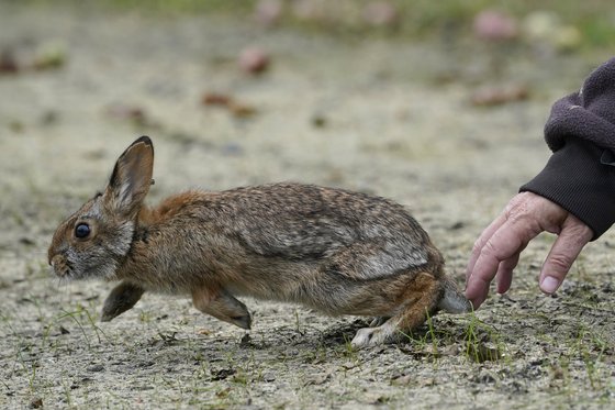 계묘년…과학의 눈으로 본 토끼 | 중앙일보