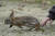 2021년 9월 30일 미국 메인주 웰스 하구 보호구역에서 솜꼬리토끼가 야생으로 방사되고 있다. AP=연합뉴스