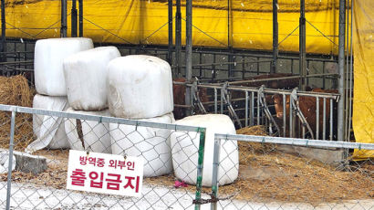 금값 된 '논두렁 마시멜로'…"소 먹이만 1억" 한우업계 비명