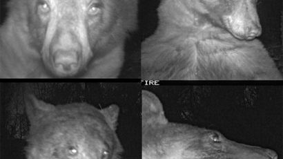 셀카 400장 찍고 사라진 야생곰…"유독 카메라에 흥미"