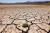 가뭄으로 갈라진 땅에서 풀 한포기가 자라고 있다. 지난해 8월 스페인 말라가의 모습. 로이터=연합뉴스