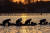 전남 보성군 벌교지역 어민들이 뻘배를 타고 갯벌에서 참꼬막을 캐고 있다. 뻘배는 국가주요어업유산 2호로 지정된 전통 꼬막채취 조업방식이다. 사진 보성군