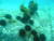 성게가 해조류를 뜯어먹고 있는 모습. [한국수산자원관리공단]