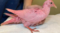 뉴욕서 발견된 '분홍색 비둘기'…알고보니 희귀종 아니었다