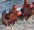 전남 해남군 해남읍 연동리에 있는 닭요리촌의 닭장 모습. 기름기가 많은 암탉보다 쫄깃한 맛을 내는 수탉만을 쓰는 게 특징이다. 프리랜서 장정필