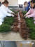 경기도 남북교류협력기금 사업으로 아태협이 진행한 북한 묘목 지원 사업. 단둥의 한 묘목장에서 북한에 보낼 묘목을 검수하고 포장하는 모습. 자료 사진
