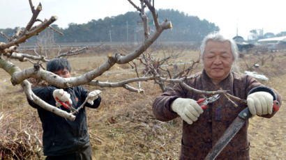 [사진] “봄이 온다” 과수농사 준비하는 농부
