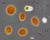 미세조류인 두나리엘라 살리나(Dunaliella salina)의 현미경 사진 [위키피디아]