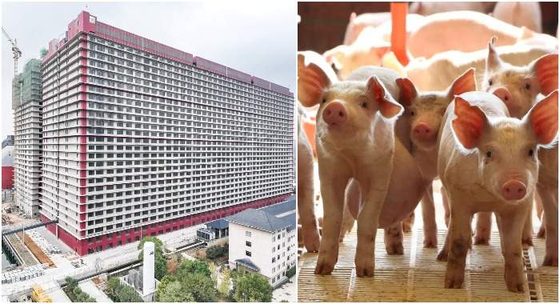 "아이폰 공장인 줄"…26층 빌딩서 수십만 마리 돼지 키우는 中