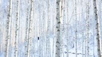 제 살을 버린 ‘나목의 사연’…겨울 자작나무숲 꼭 가보라