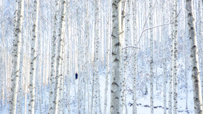 제 살을 버린 ‘나목의 사연’…겨울 자작나무숲 꼭 가보라