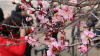 [사진] 봄소식 알리는 홍매화 활짝, 사진작가들 찰칵